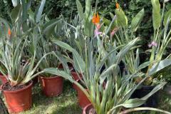 IMG-20240609-WA0077_WM