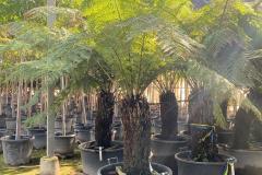 IMG-20240609-WA0084_WM
