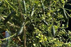 IMG-20240609-WA0086_WM