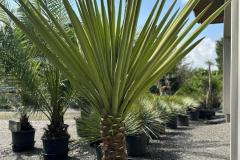 IMG-20240609-WA0094_WM