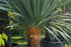 IMG-20240609-WA0095_WM