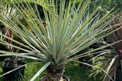 IMG-20240609-WA0098_WM