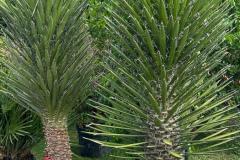 IMG-20240609-WA0099_WM