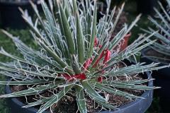 IMG-20240609-WA0100_WM