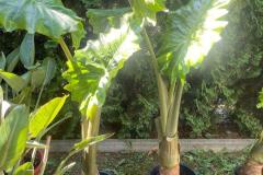 IMG-20240609-WA0102_WM
