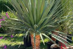IMG-20240609-WA0103_WM