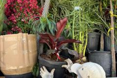 IMG-20240609-WA0105_WM