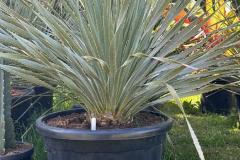 IMG-20240609-WA0111_WM