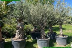 IMG-20240609-WA0113_WM