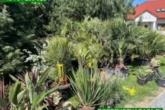 IMG-20240609-WA0115_WM