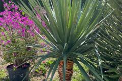 IMG-20240609-WA0118_WM