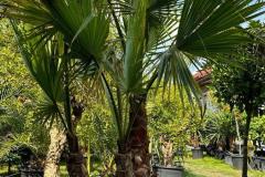 IMG-20240624-WA0000_WM