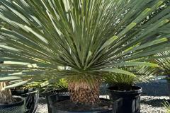 IMG-20240624-WA0001_WM