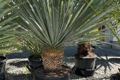 IMG-20240624-WA0002_WM