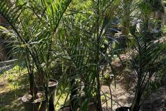 IMG-20240624-WA0003_WM