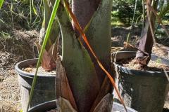 IMG-20240624-WA0004_WM