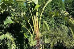 IMG-20240624-WA0007_WM