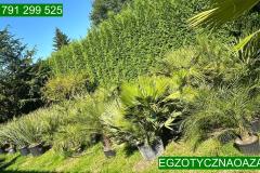 IMG-20240624-WA0008_WM