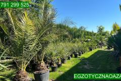 IMG-20240624-WA0009_WM