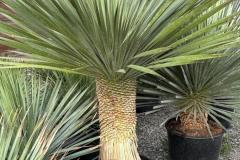 IMG-20240624-WA0014_WM