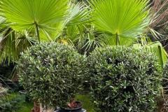 IMG-20240624-WA0015_WM