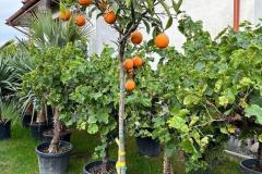 IMG-20240624-WA0016_WM