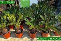 IMG-20240624-WA0021_WM
