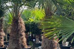 IMG-20240624-WA0023_WM