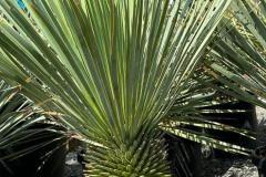 IMG-20240624-WA0025_WM