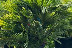 IMG-20240624-WA0026_WM