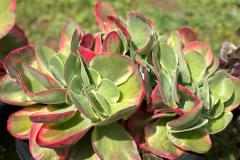 IMG-20240624-WA0027_WM
