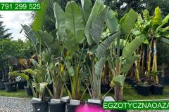 IMG-20240624-WA0032_WM