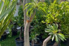 IMG-20240624-WA0035_WM