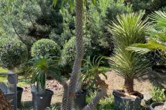 IMG-20240624-WA0036_WM