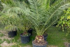 IMG-20240624-WA0037_WM