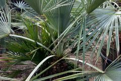 IMG-20241113-WA0007_WM