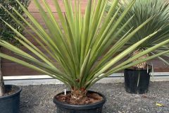 IMG-20241113-WA0008_WM