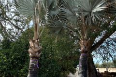 IMG-20241113-WA0010_WM