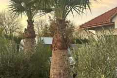 IMG-20241113-WA0011_WM
