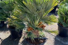 IMG-20241113-WA0019_WM
