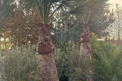 IMG-20241113-WA0030_WM