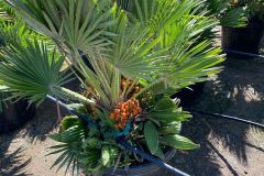 IMG-20241113-WA0034_WM