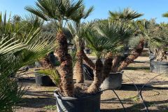 IMG-20241113-WA0036_WM