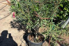 IMG-20241113-WA0055_WM