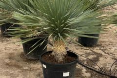 IMG-20241113-WA0060_WM
