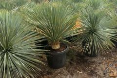 IMG-20241113-WA0061_WM