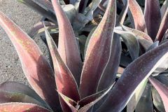 IMG-20241113-WA0068_WM
