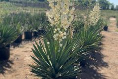 IMG-20241113-WA0076_WM