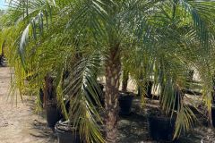 IMG-20241113-WA0077_WM