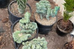 IMG-20241113-WA0080_WM